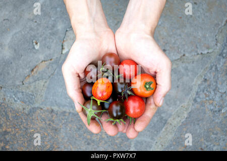 Des Menschen Hände halten verschiedene Bio Tomaten Stockfoto