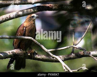 Der schwarzmilan (MILVUS MIGRANS) Essen Beute Stockfoto