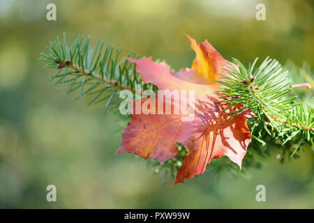 Herbst, Herbst, farbige maple leaf auf dem Pine Tree Branch auf einem unscharfen Hintergrund Stockfoto