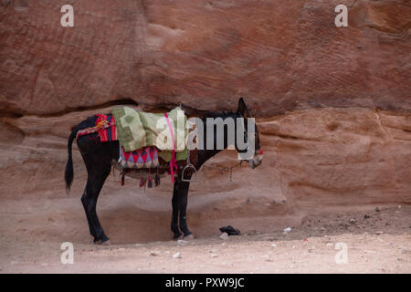 Petra, Jordanien - Oktober 19, 2018: Ein Esel in die antike Stadt Petra in Jordanien. Stockfoto