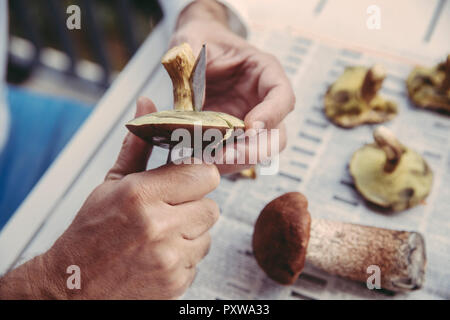 Des Menschen Hand schneiden Bucht bolete Stockfoto