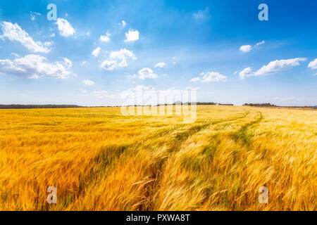 Vereinigtes Königreich, East Lothian, Gerste Feld Stockfoto