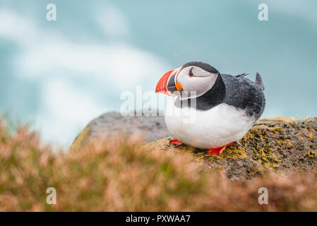 Island, Latrabjarg, Papageientaucher, Fratercula arctica Stockfoto