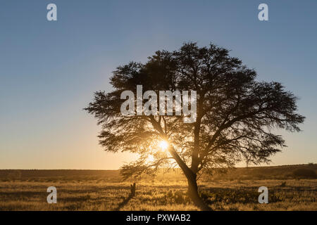 Botswana, Kgalagadi Transfrontier Park, Kalahari, camelthorn bei Sonnenaufgang Stockfoto