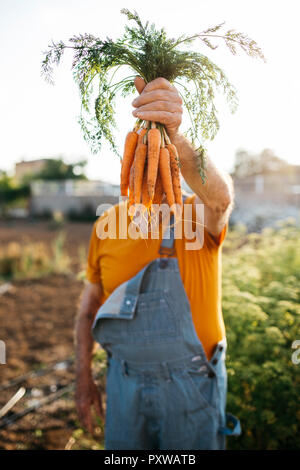 Nicht wiederzuerkennen, älterer Mann mit Bündel geerntete Karotten Stockfoto