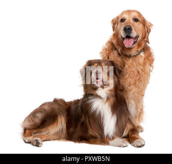 Paar Golden Retriever und einem gemischten Mixed-Breed Hund keuchend vor einem weißen Hintergrund Stockfoto
