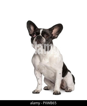 Porträt der Französischen bulldogge vor weißem Hintergrund sitzen, Studio shot Stockfoto