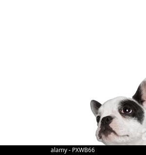 Porträt der Französischen bulldogge vor weißem Hintergrund, Studio shot Stockfoto