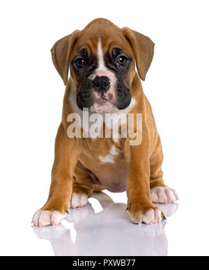 Portrait von Welpen Boxer, 2 Monate alt, sitzt vor weißem Hintergrund Stockfoto