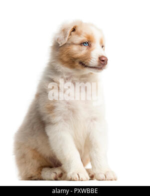 Australian Shepherd Welpe 8 Wochen Schwarz Tri Stockfotografie Alamy