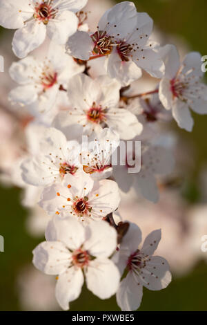 Schönen apple blossom in weiches Licht im Frühjahr Stockfoto