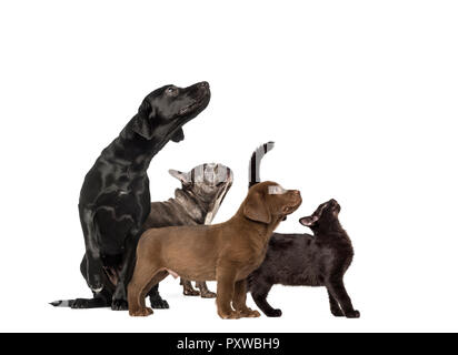 Gruppen von Hunden, Labrador Retriever Welpen, Labrador Retriever, Mixed breed Black Cat, Französische Bulldogge, vor weißem Hintergrund Stockfoto