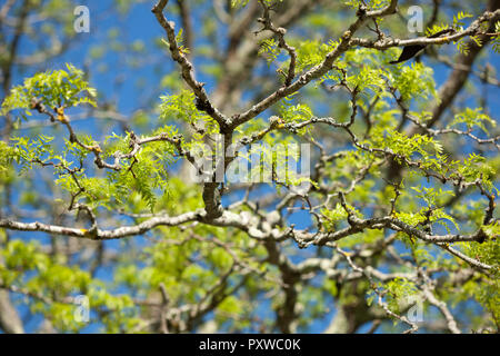 Neuen frischen Frühling Blätter in der Sonne wachsen auf dem Baum Stockfoto