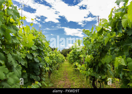 Italien, Toskana, Monsummano Terme, Weinberg Stockfoto