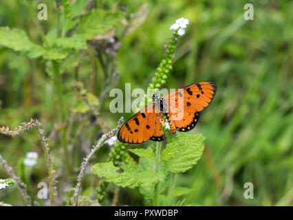 Thailand, Tawny Coster, Acraea violae Stockfoto