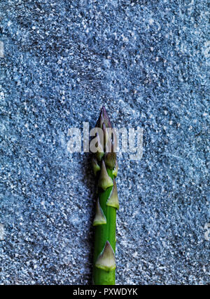 Grüner Spargel Tipp, close-up Stockfoto