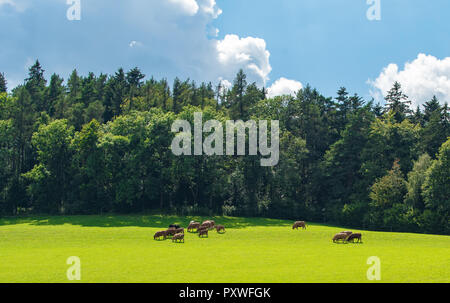 Farbe ländliche Landschaft Bild einer grünen Wiese mit Vieh vor einem Wald an einem sonnigen Sommertag mit blauem Himmel und Wolken genommen Stockfoto