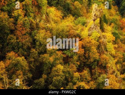 Farbige Bäume in den Wald Stockfoto