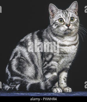 Getigerte Katze, Europäischen Silber Tabby Stockfoto