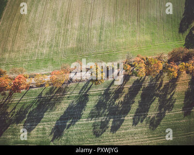 Allee der Bäume im Herbst inmitten grüner Felder in der Landschaft Stockfoto