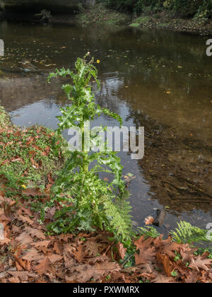 Geglaubt, stachelige Sow-Thistle/Sonchus asper am Ufer des Flusses Fowey, Cornwall wachsen. Gemeinsame Unkraut wachsen in Feldern und auch Abfälle Boden Stockfoto