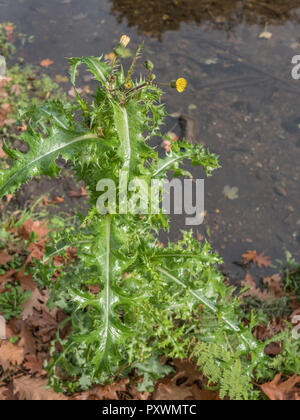 Geglaubt, stachelige Sow-Thistle/Sonchus asper am Ufer des Flusses Fowey, Cornwall wachsen. Gemeinsame Unkraut wachsen in Feldern und auch Abfälle Boden Stockfoto