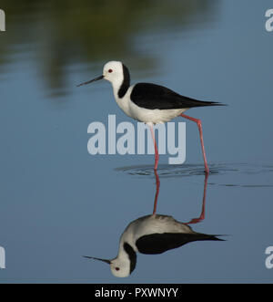 White-headed Stelzenläufer und Reflexion, Sydney, Australien Stockfoto