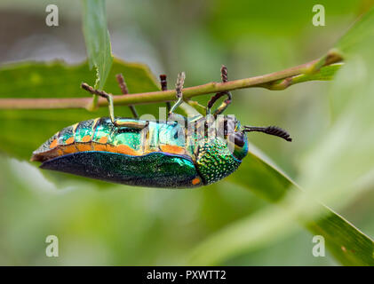 Thailand, Jewel Beetle, Buprestidae Stockfoto
