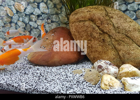 Goldfische schwimmen in einem schönen Haus Aquarium. Aquarium Boden und Hintergrund der Kiesel Stockfoto