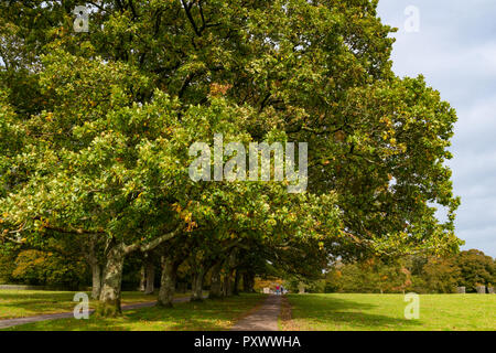 Lange Allee der massiven Eichen im Herbst Sonnenschein, in voller Blätter und weit verbreitet über den Gehweg und Rasen von Lanhydrock, Cornwall. Stockfoto