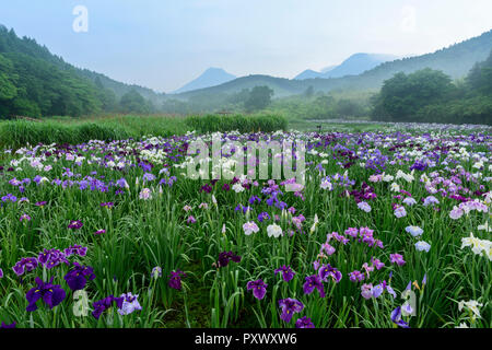 Oita Präfektur, Japan Stockfoto