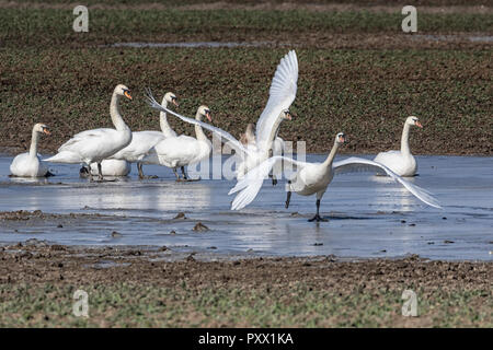 Höckerschwäne im Flug Stockfoto