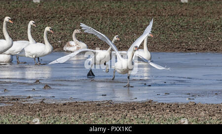 Höckerschwäne im Flug Stockfoto