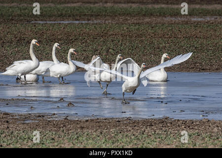 Höckerschwäne im Flug Stockfoto