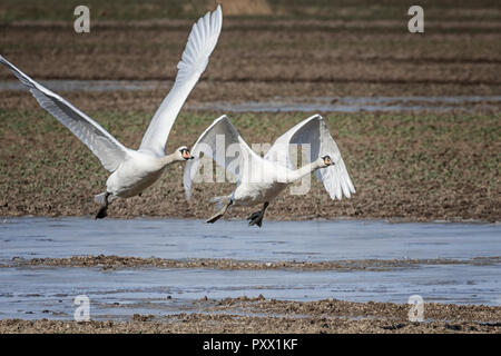 Höckerschwäne im Flug Stockfoto