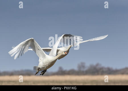 Höckerschwäne im Flug Stockfoto