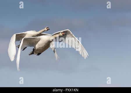 Höckerschwäne im Flug Stockfoto