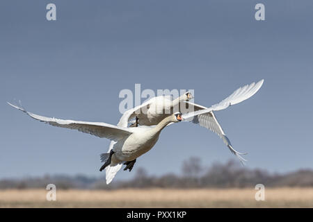 Höckerschwäne im Flug Stockfoto