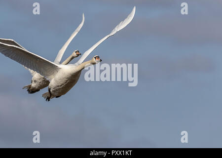 Höckerschwäne im Flug Stockfoto