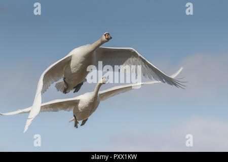 Höckerschwäne im Flug Stockfoto