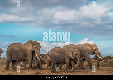 Dieses Bild von der Familie des Elefanten im Amboseli in Kenia getroffen, Stockfoto