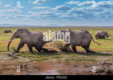 Dieser Elefant Bild wird in der Amboseli in Kenia. Stockfoto