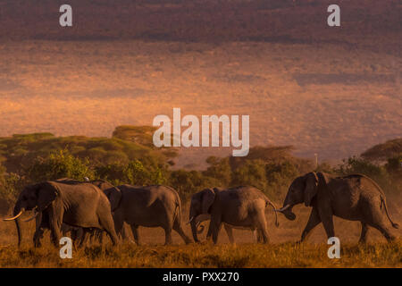 Dieser Elefant Bild wird in der Amboseli in Kenia. Stockfoto