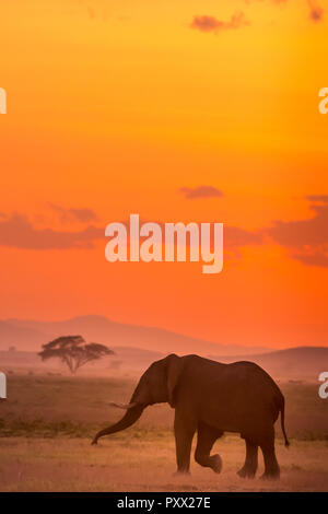 Dieses Bild von der Elefant ist in der Amboseli in Kenia. Stockfoto