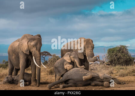 Dieser Elefant Bild wird in der Amboseli in Kenia. Stockfoto