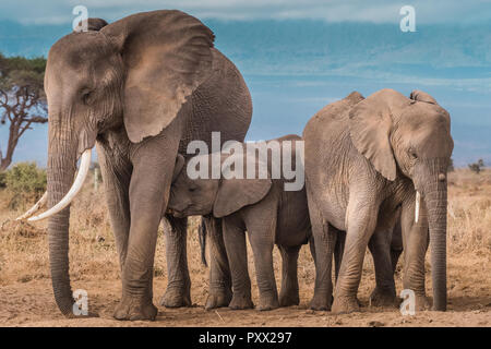 Dieser Elefant Bild wird in der Amboseli in Kenia. Stockfoto