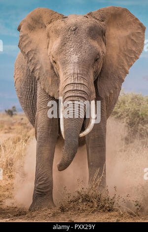 Dieses Bild von der Elefant ist in der Amboseli in Kenia. Stockfoto
