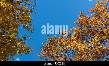 Herbst gelb Bäume gegen den blauen Himmel Stockfoto