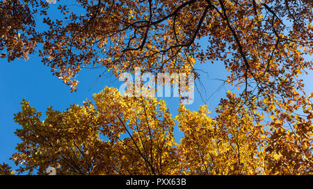 Herbst gelb Bäume gegen den blauen Himmel Stockfoto