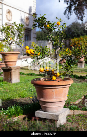 Vergossene kleine Zitrone Bäume in den öffentlichen Parks in Rom, Italien Stockfoto
